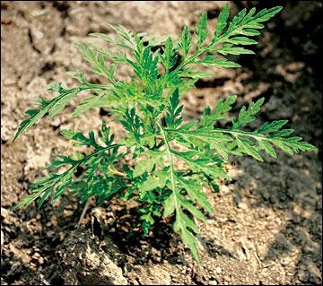 Ha van kertünk, figyeljünk oda!