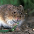 A pockok 500 ezer tonnás terméskiesést okozhatnak az őszi kalászosoknál – országos körkép