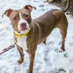 A kutyaugatás bosszantó hatását vizsgálták az ELTE etológusai