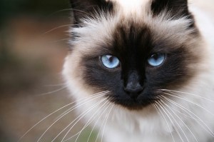 birman_cat_from_burma