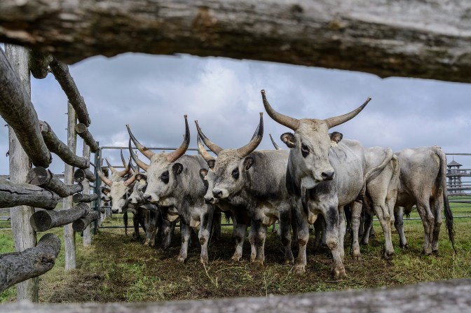 Hortobágy, 2014. október 4. Tenyészbikák a hortobágyi Pusztai Állatparkban rendezett szürkemarhabika-vásáron és tenyészszemlén 2014. október 4-én. Az árverésen a harmadéves, a fajta jellegének megfelelõ és több minõsítésen is átesett, a hortobágyi pásztorok által felnevelt tenyészbikákra lehetett licitálni. MTI Fotó: Czeglédi Zsolt