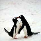 Lebukott az álpingvin, de totyognak utána – videó