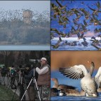 Tatai Vadlúd Sokadalom Fesztivál