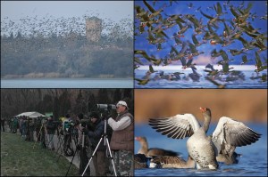 Tata-vadlúd-sokadalom