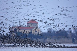 tatai-vadlud-sokadalom-2013-430x286