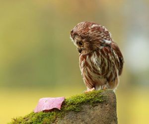 0222d67de3eb447099e645930cde196f