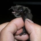 Denevérkutatás a várpalotai lőtéren