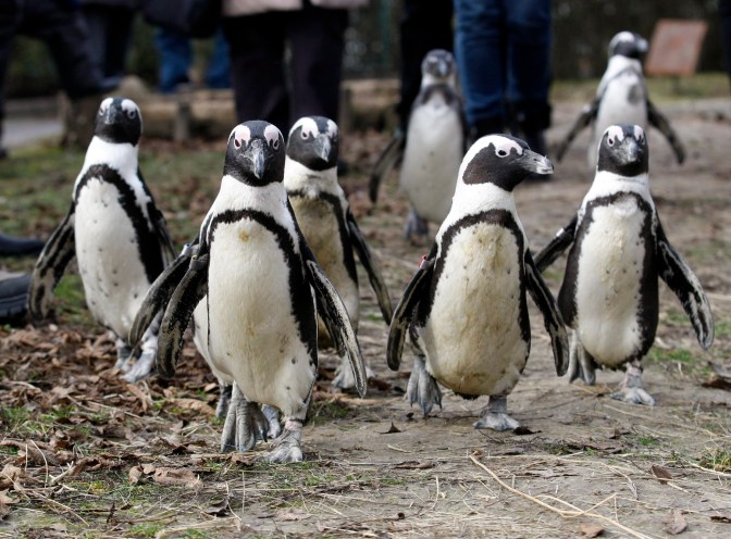 Pingvinséta a jászberényi állatkertben