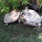 Így állította talpra a barátját a teknős