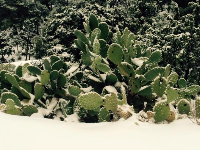 10931310_10205604027437022_2501668483938602696_n