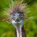 Hétfői véleményalkotás