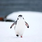 Pingvin sétáltatás – Állatkerti hírek