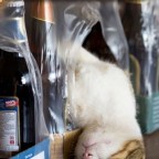 Ha még másnapos vagy, itt a segítség!