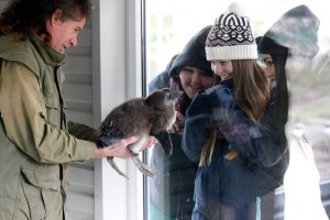 Pingvinséta a jászberényi állatkertben