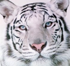 white-tiger1
