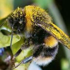 Nem felejtik ellenségük arcát a darazsak