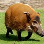 Bojtosfülű disznók érkeztek a Szegedi Vadasparkba