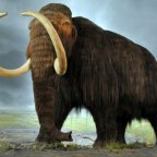 Kihalt mamut DNS-ét ültették be elefánt DNS-be
