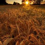 Napi egy tál teljes értékű gabona életet menthet egy tanulmány szerint