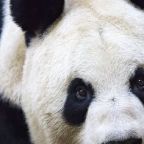 Nagy összegű kártérítést kapott a kínai férfi, akit megharapott egy panda