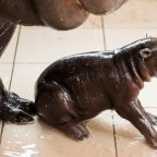 Törpevíziló született a Nyíregyházi Állatparkban