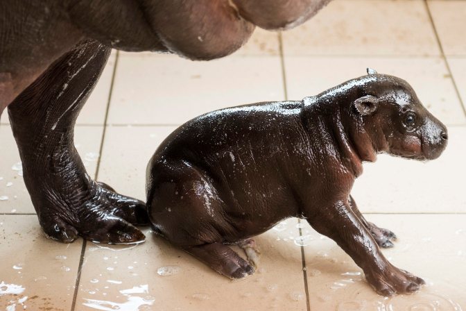 Nyíregyháza, 2015. március 30. Egynapos törpevíziló-borjú és anyja, Broutille a Nyíregyházi Állatparkban 2015. március 30-án. MTI Fotó: Balázs Attila