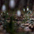 Hóvirág a Mecsekben