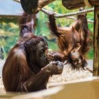 Kétéves lett az ország első borneói orangutánja