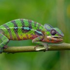 Kaméleon – Az igazi átalakulás