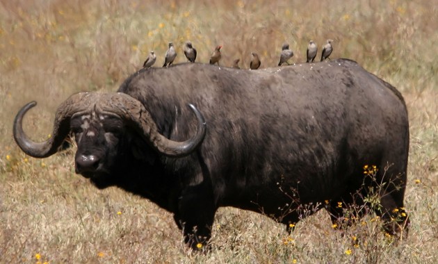 African_buffalo_Syncerus_caffer_retouched