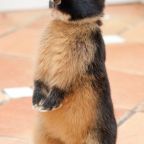 Hollandiában nem aranyos kisnyuszi, hanem éltes jószág a húsvéti nyúl