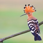 Búbosbanka és vízimadarak fotózása – Természetfotós hétvége 2015. április 24–26. között