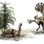 Dinoszauruszpár maradványait tárták fel Mongóliában