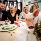 Nagy a világ állatkertje – Sertésszépségverseny Hajmáson