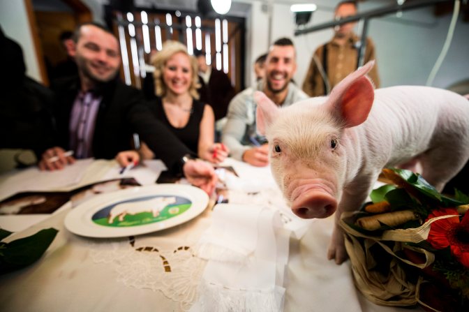 Hajmás, 2015. április 1. Egy malac a zsûri asztalán a zselicvölgyi sertésszépségverseny döntõjén a Somogy megyei Hajmáson 2015. március 31-én. A zsûri tagjai, ifj. Lóki Géza, a Zselicvölgyi Szabadidõfarm ügyvezetõ igazgatója (b), Bíró Ramóna, a Balaton-régió 2014-es borkirálynõje (k) és Májer Krisztián fitneszedzõ (j). MTI Fotó: Sóki Tamás