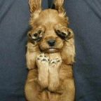 Laposabb hasat szeretnél? Kelj korábban!