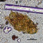 Virágokkal temették el az őskőkori asszonyt