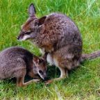 Derby-kenguru született a Szegedi Vadasparkban