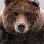 Barna medvét láttak Rudabánya térségében