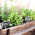 Fűszernövények – ültess te is, hogy minden kéznél legyen