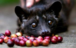 A four month old Luwak is tempted by some red coffee beans at the BAS Coffee plantation January 20, 2011 in Tapaksiring, Bali, Indonesia. The Luwak coffee is known as the most expensive coffee in the world because of the way the beans are processed and the limited supply. The Luwak is an Asian palm civet, which looks like a cross between a cat and a ferret. The civet climbs the coffee trees to find the best berries, eats them, and eventually the coffee beans come out in its stools as a complete bean. Coffee farmers then harvest the civet droppings and take the beans to a processing plant. Luwak coffee is produced mainly on the islands of Sumatra, Java, Bali and Sulawesi in the Indonesian Archipelago, and also in the Philippines.