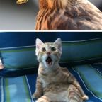 Amikor megtudod, hogy csak neked nincsen még ACM Walletod :)