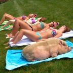 Beugrott a vicc a terhes rókalányról…