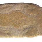 A laposférgek fejbelövéses önmegtermékenyítésére derítettek fényt