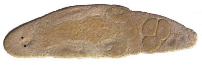 Mi nem lőjük magunkat fejbe a farkunkkal...