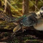 “Szárnyas sárkány” volt a velociraptor őse