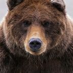 Trentinóban meg akarnak szabadulni a veszélyes medvéktől