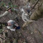 Hangjukat felemelve kerülik el a konfliktusokat a hím koalák