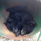 Állásába került egy kanadai természetvédőnek, hogy megmentett két medvebocsot