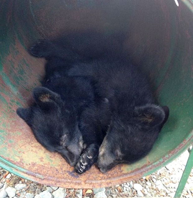 two-cubs